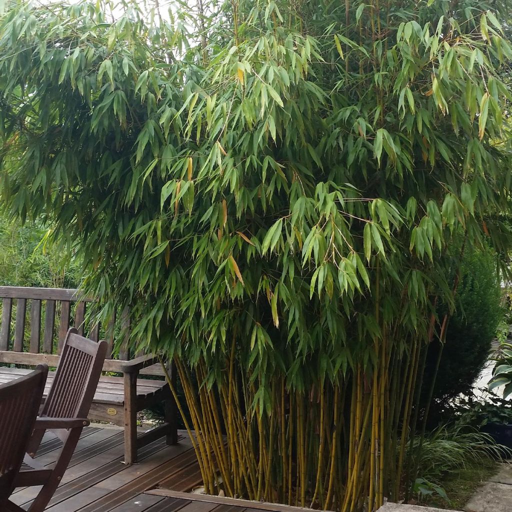 Fargesia robusta Wolong