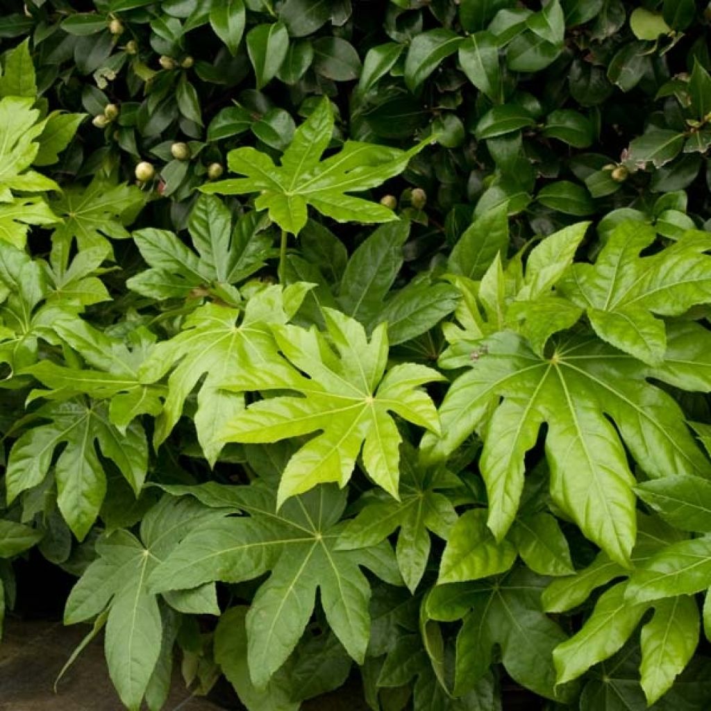 False Aralia - Fatsia japonica