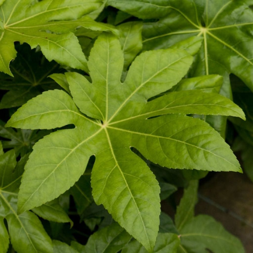 False Aralia - Fatsia japonica