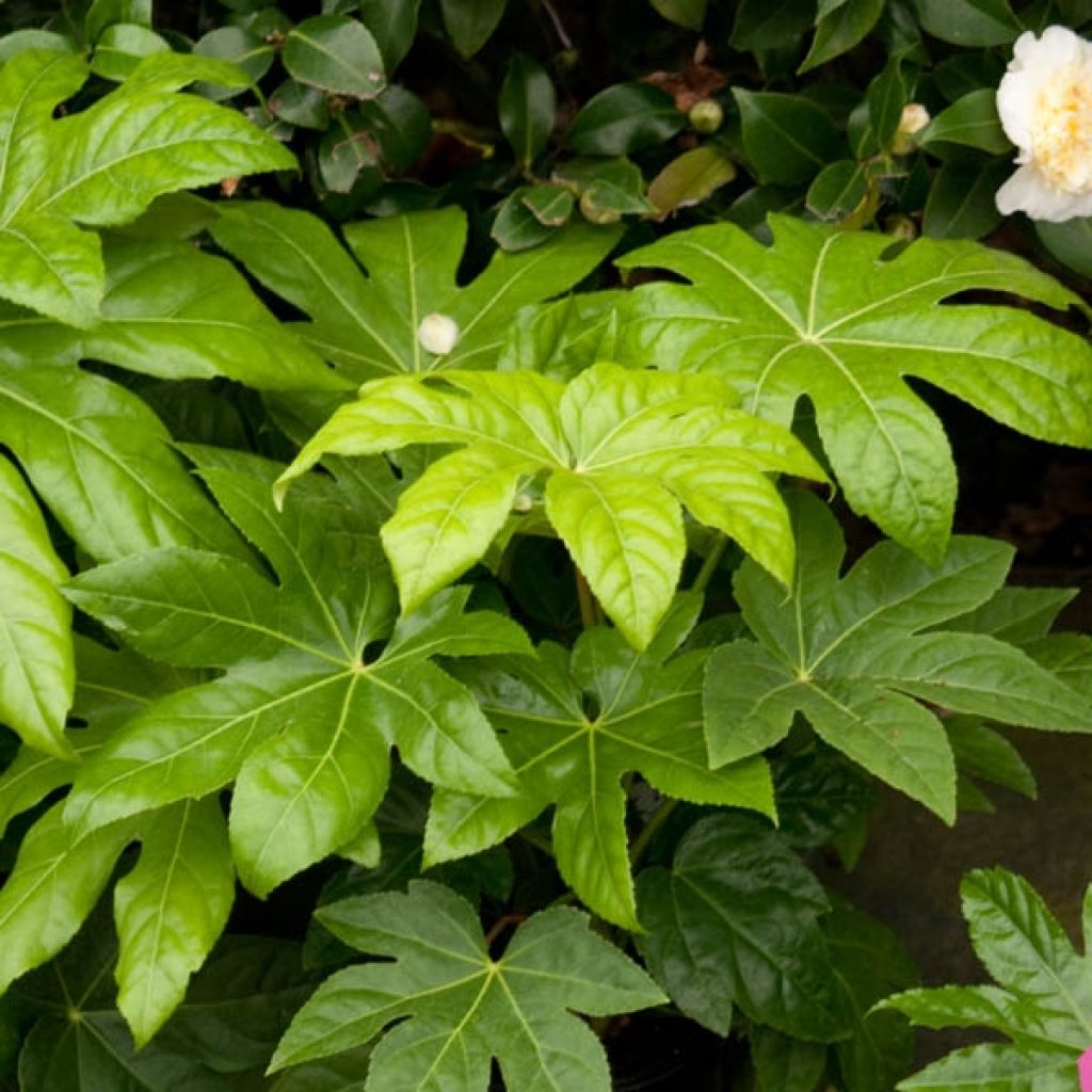 False Aralia - Fatsia japonica