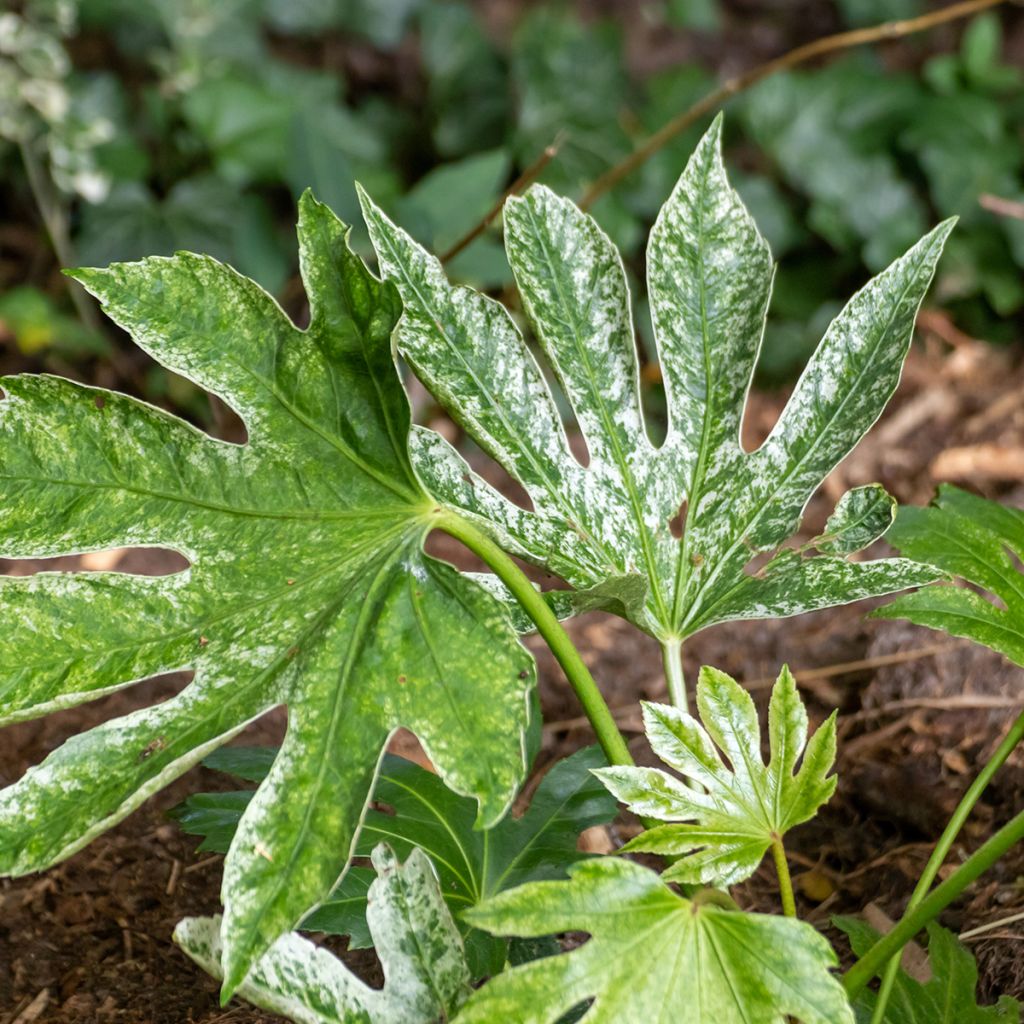 Fatsia japonica Spiders Web - Variegated False Aralia