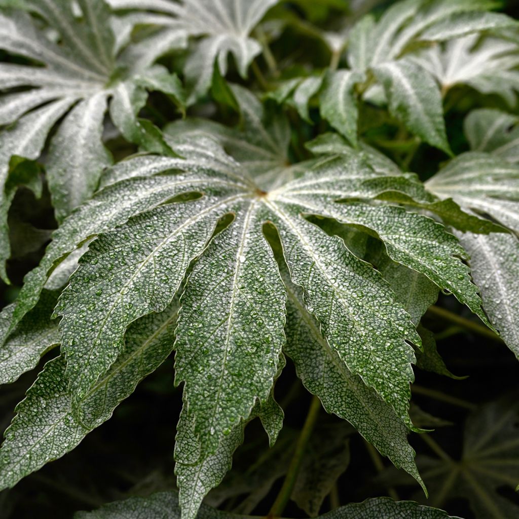 Fatsia japonica Spiders Web - Variegated False Aralia