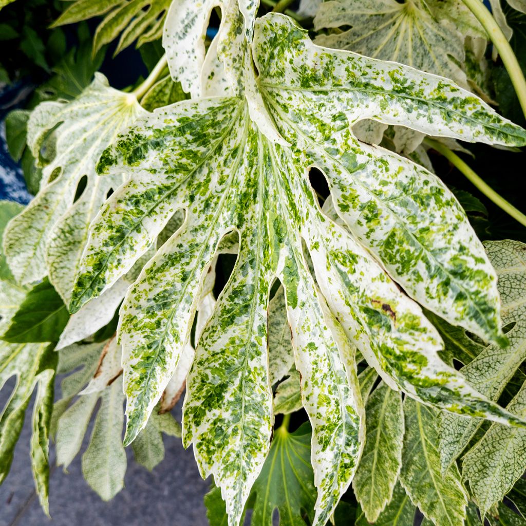 Fatsia japonica Spiders Web - Variegated False Aralia