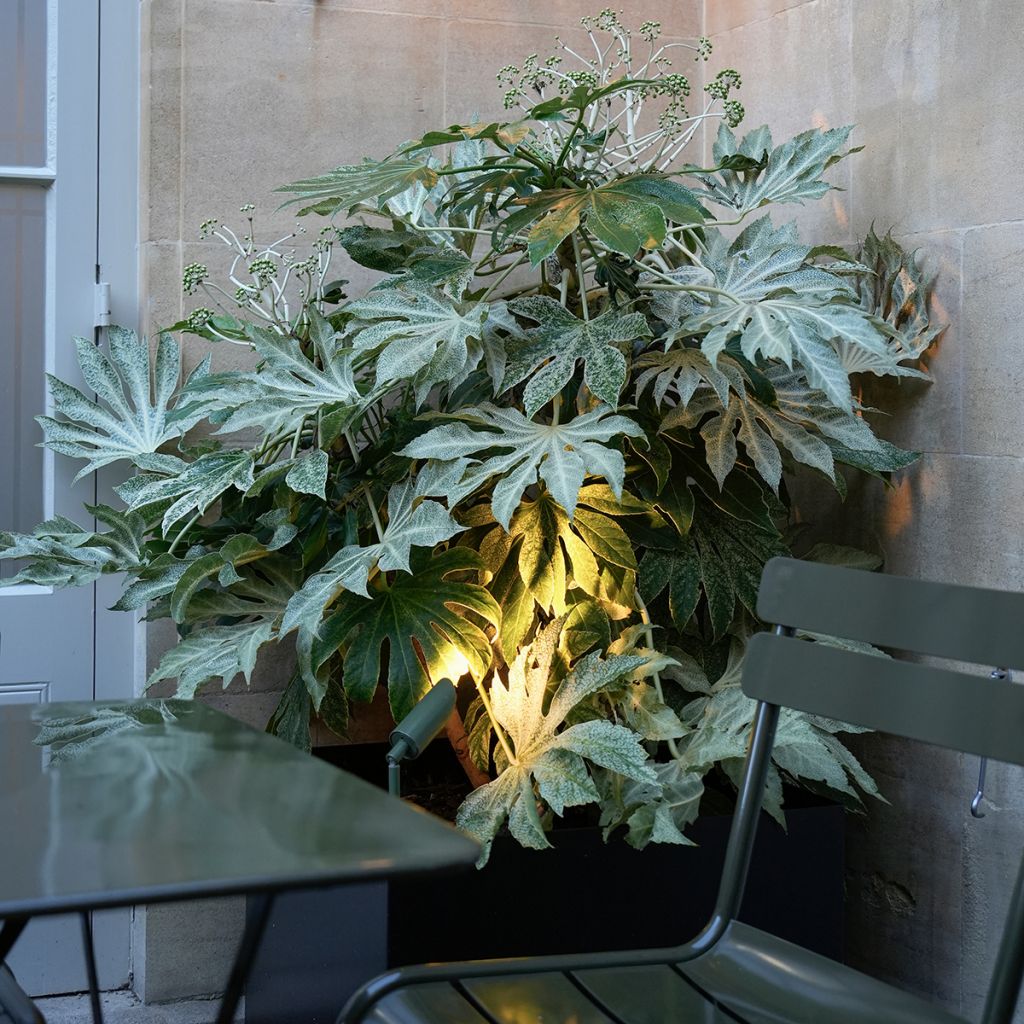 Fatsia japonica Spiders Web - Variegated False Aralia