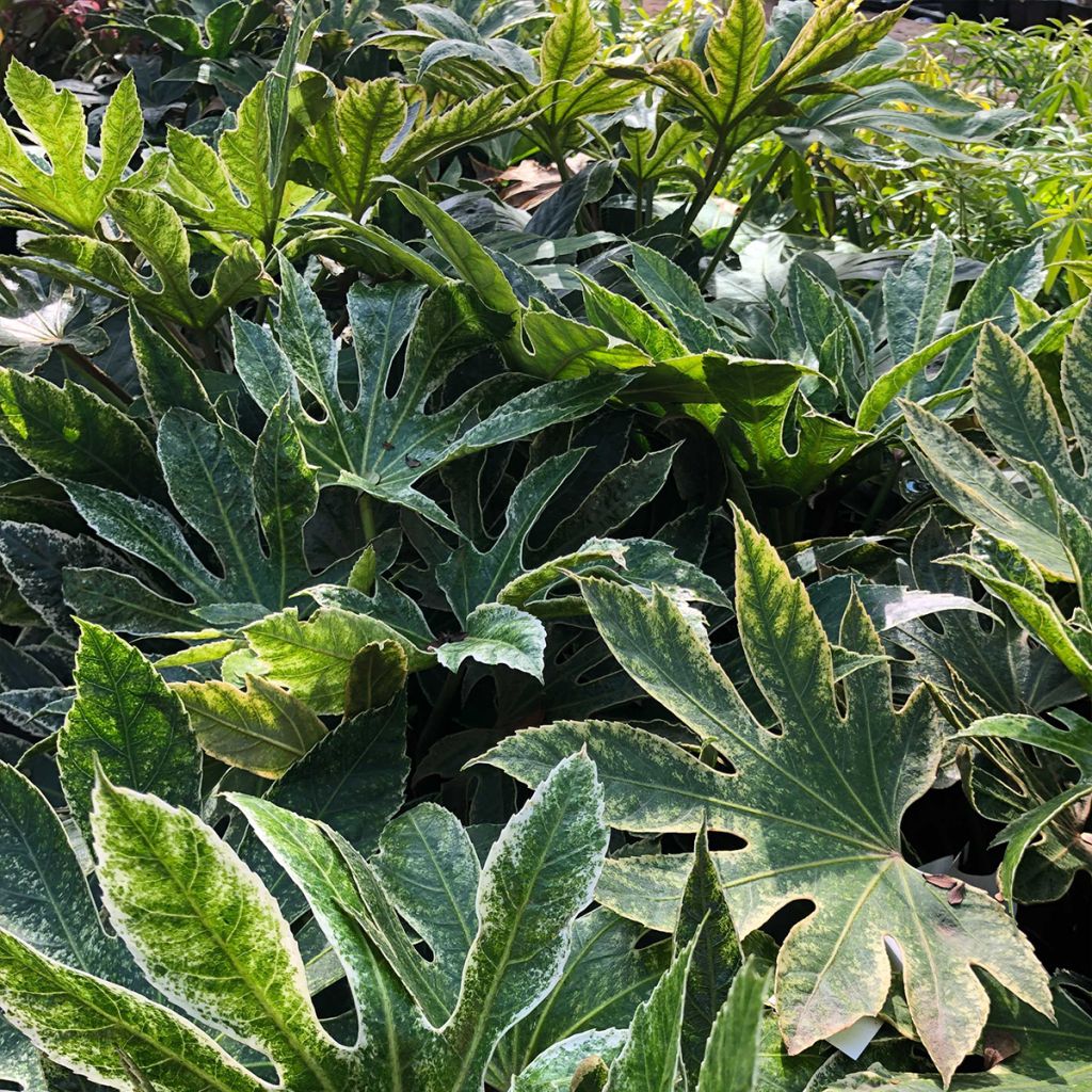 Fatsia japonica Spiders Web - Variegated False Aralia