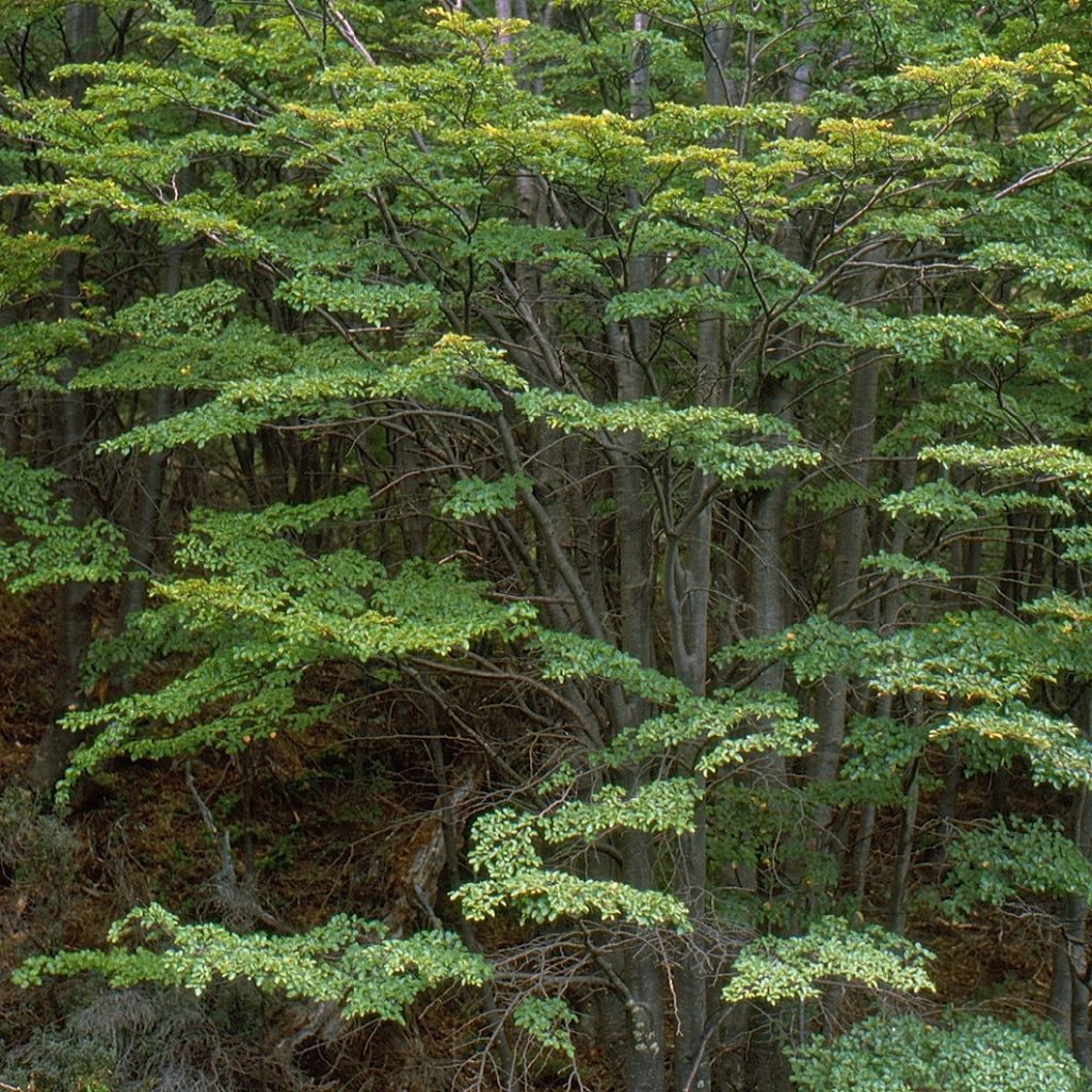 Nothofagus antarctica