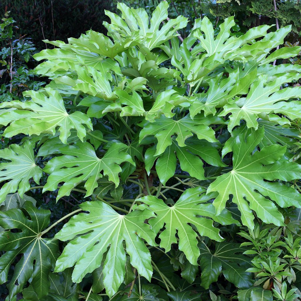 False Aralia - Fatsia japonica