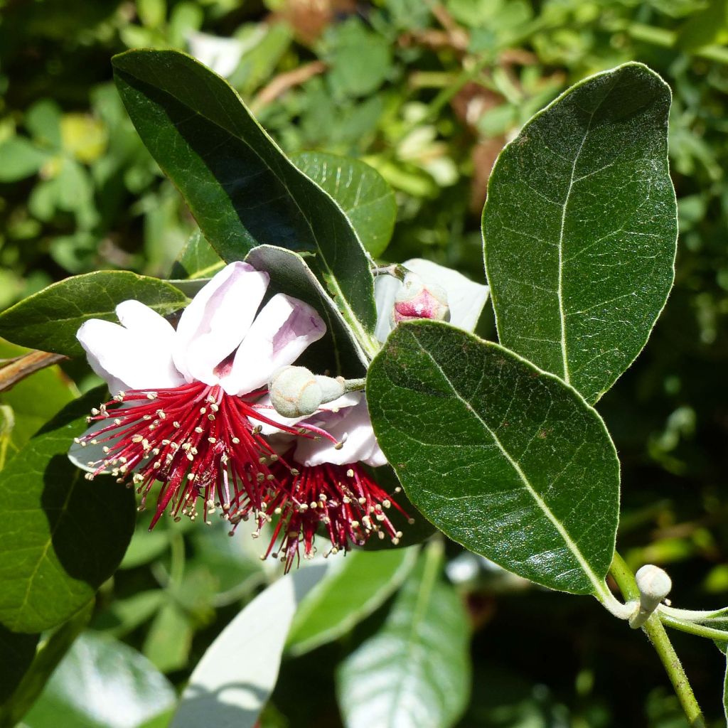 Acca sellowiana