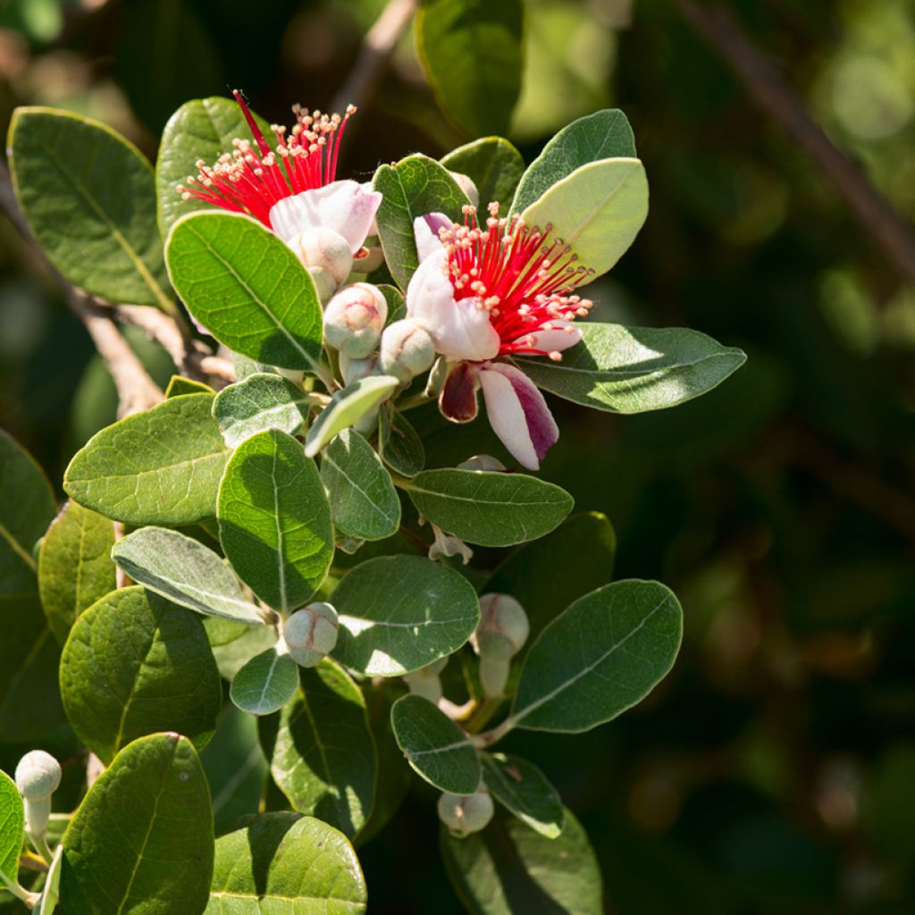 Feijoa sellowiana Triumph - Brazilian Guava