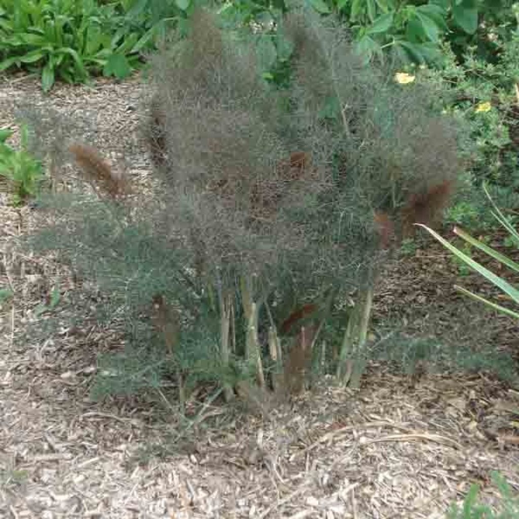 Foeniculum vulgare Giant Bronze - Bronze Fennel