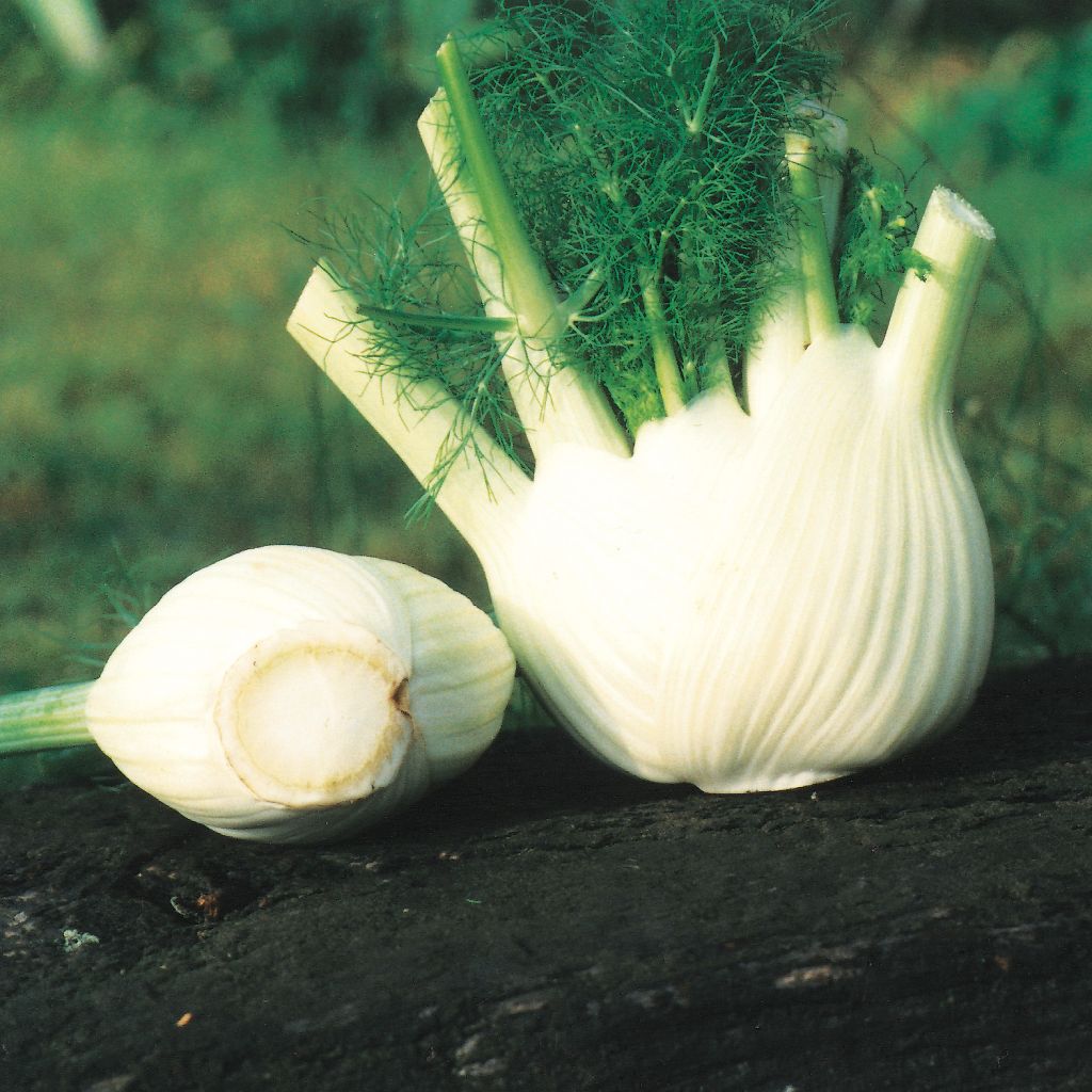 Selma Fennel - Foeniculum dulce