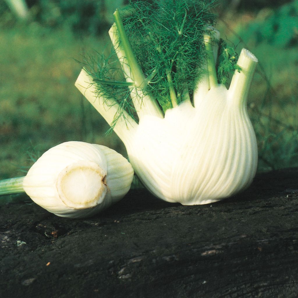 Fennel Selma (untreated) - Ferme de Sainte Marthe seeds - Foeniculum dulce
