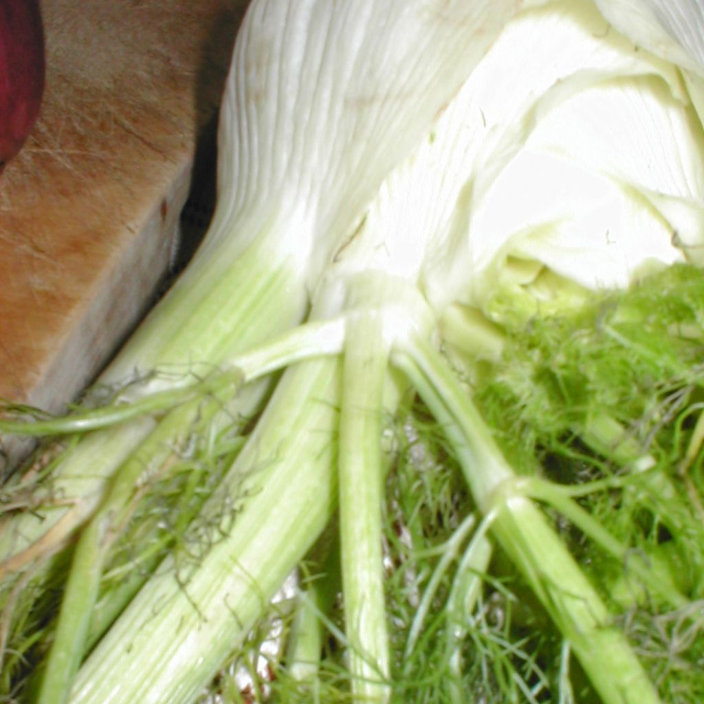 Fennel Tauro F1 plants - Foeniculum dulce