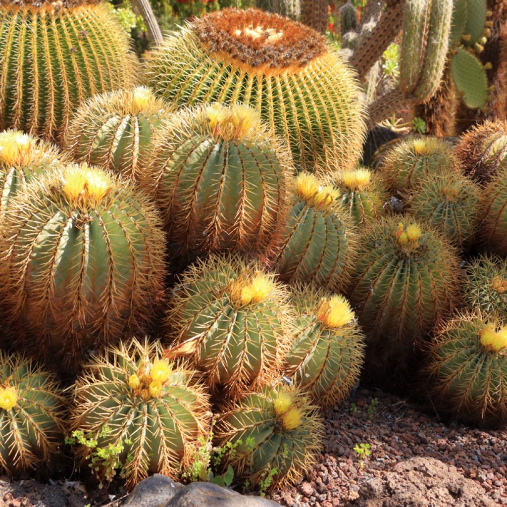 Ferocactus glaucescens - Glaucous barrel cactus