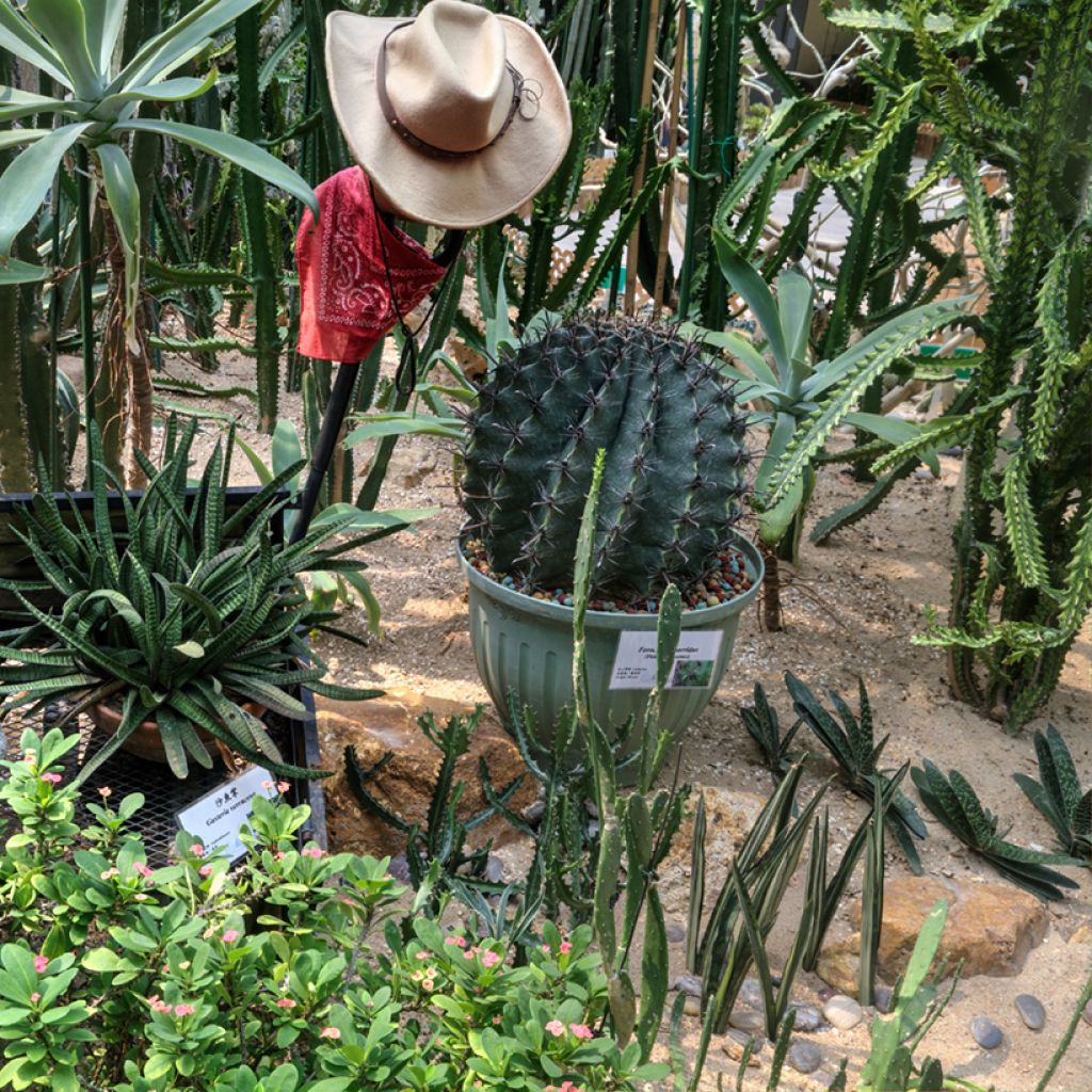 Ferocactus horridus - Barrel cactus 