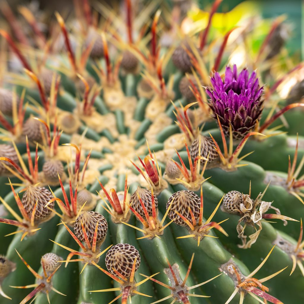 Ferocactus latispinus - Devil's tongue barrel cactus