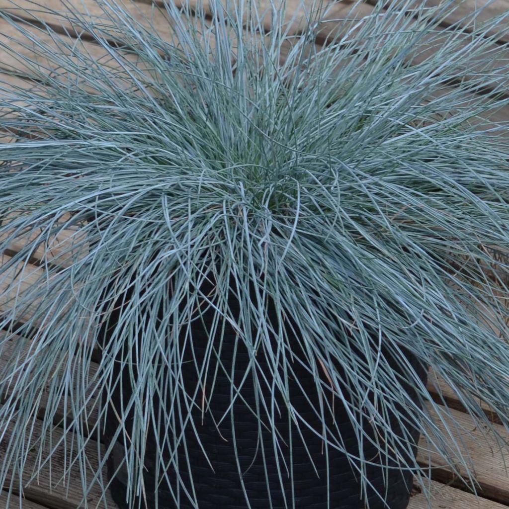 Festuca glauca Intense Blue