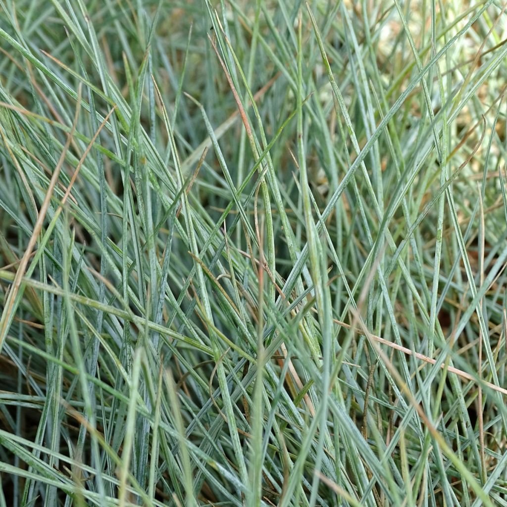 Festuca glauca Intense Blue