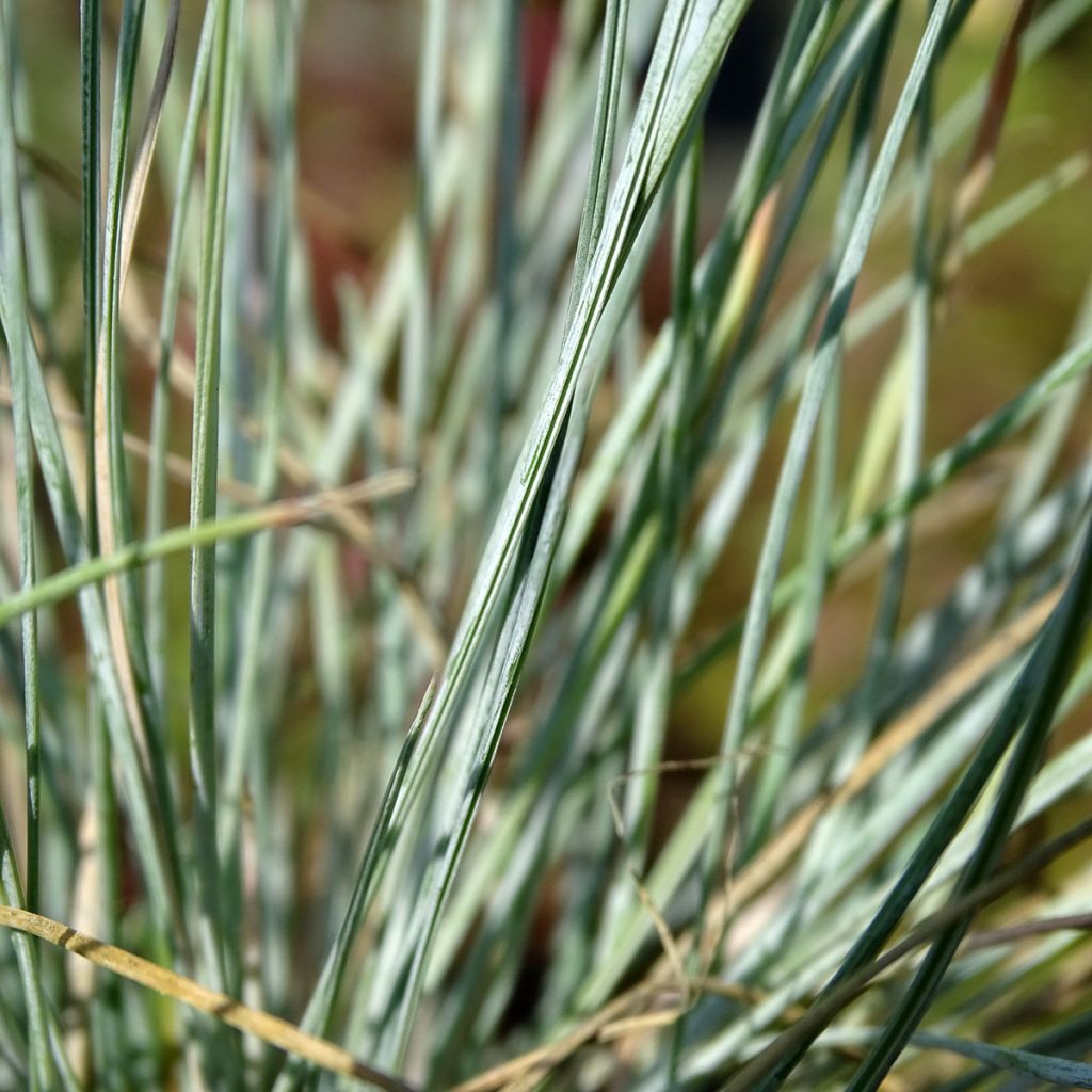 Festuca glauca Intense Blue