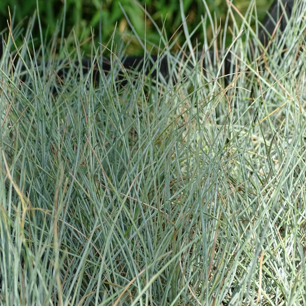 Festuca glauca Intense Blue