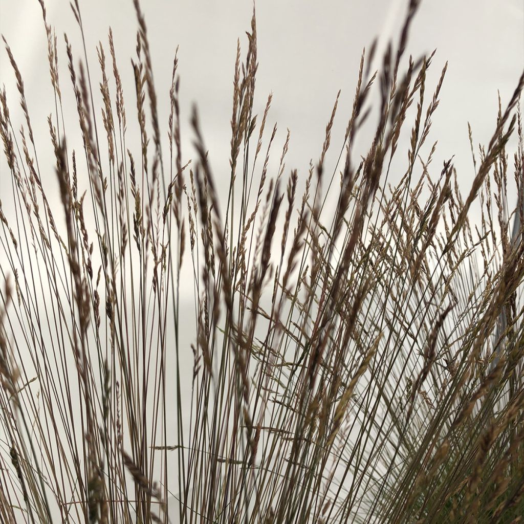 Festuca glauca Sunrise