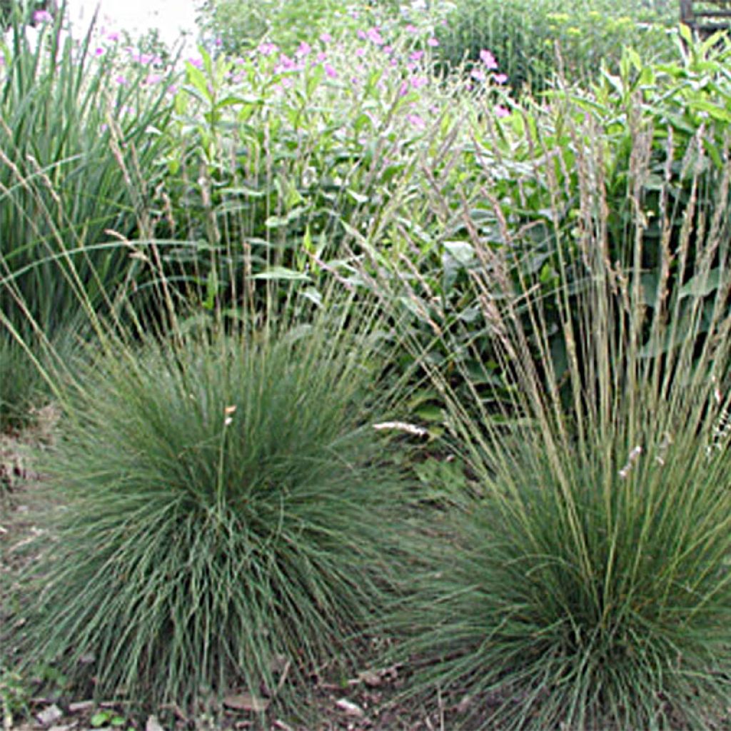 Festuca amethystina