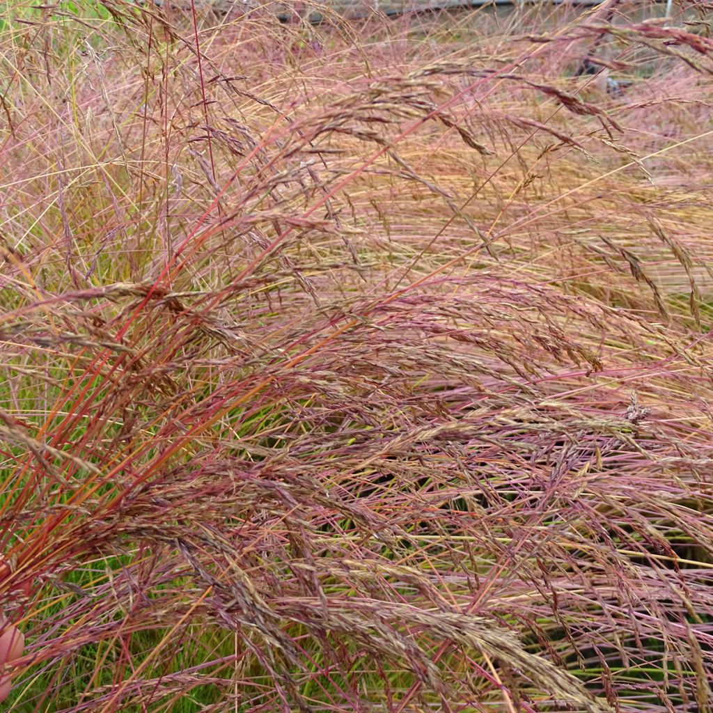 Festuca amethystina