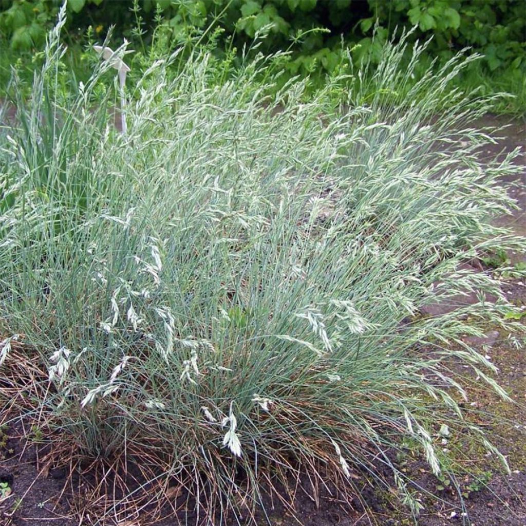 Festuca ovina var. glauca