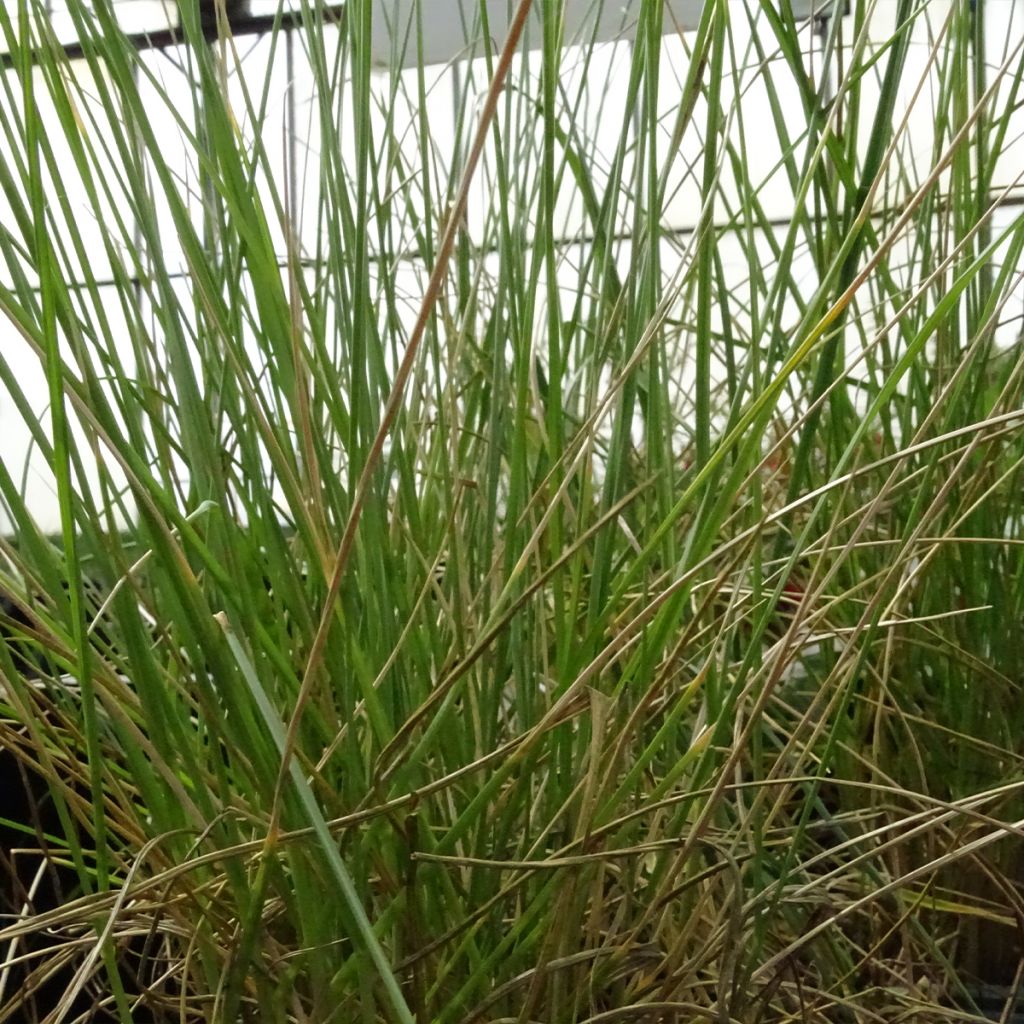 Festuca mairei