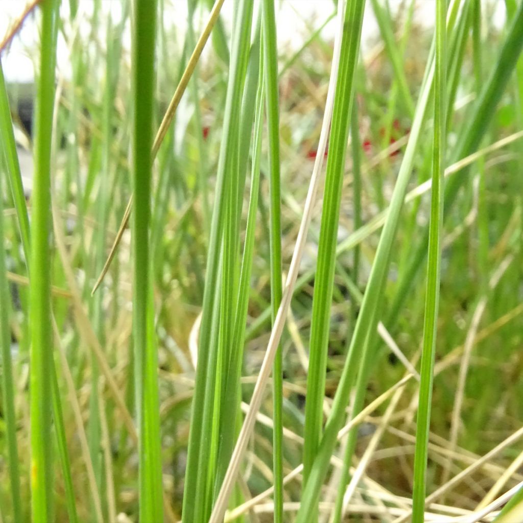 Festuca mairei