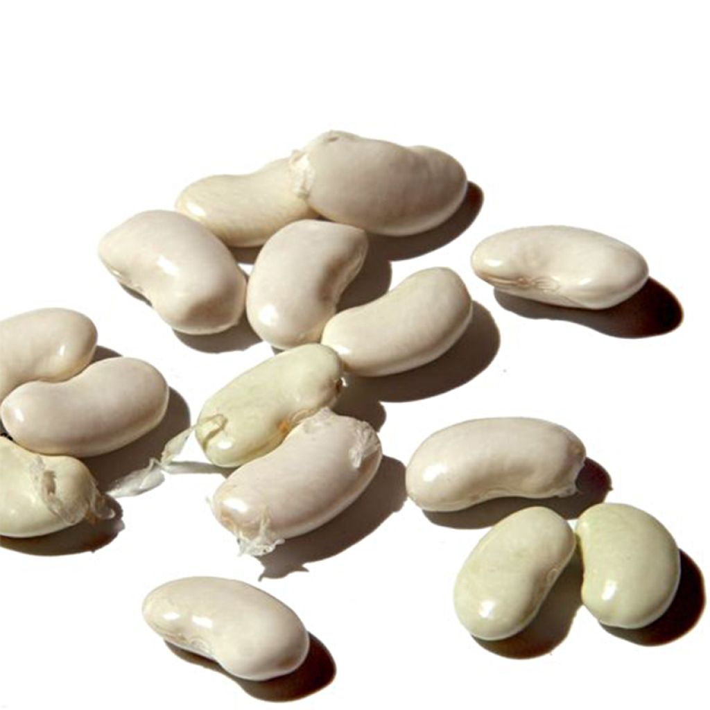 Broad Bean White Extra Early