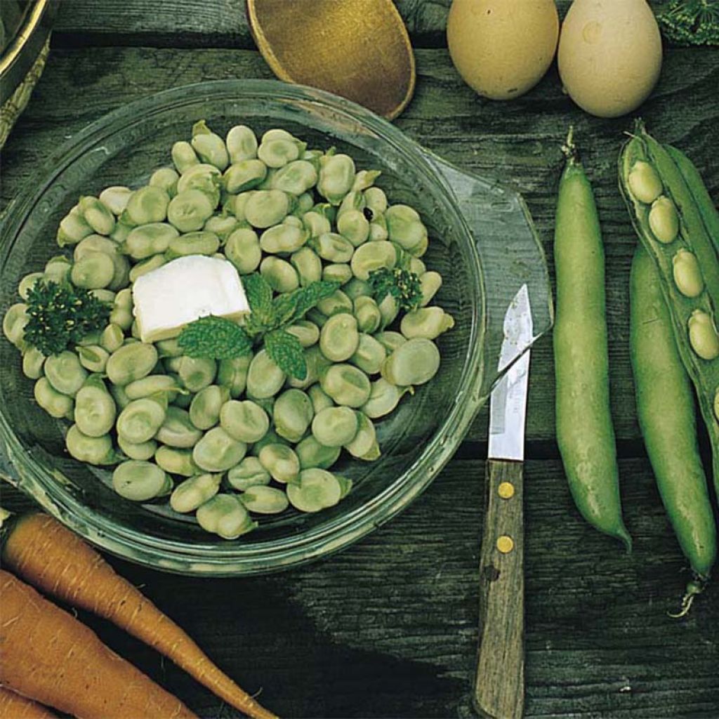 Broad bean Express