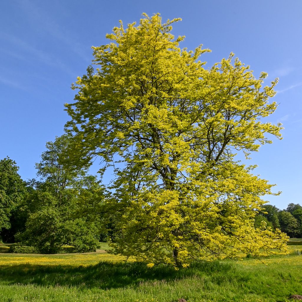 Gleditsia triacanthos f.inermis Sunburst - Honeylocust