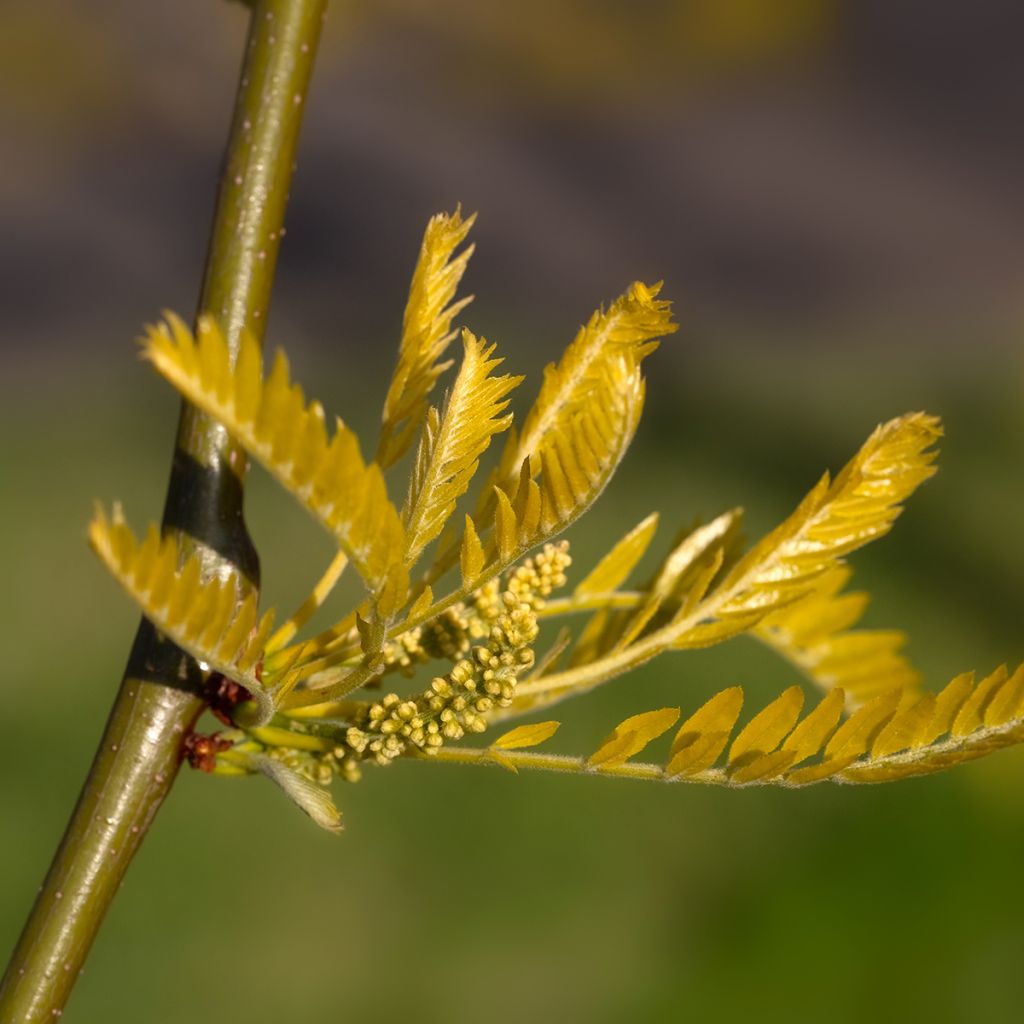 Gleditsia triacanthos f.inermis Sunburst - Honeylocust