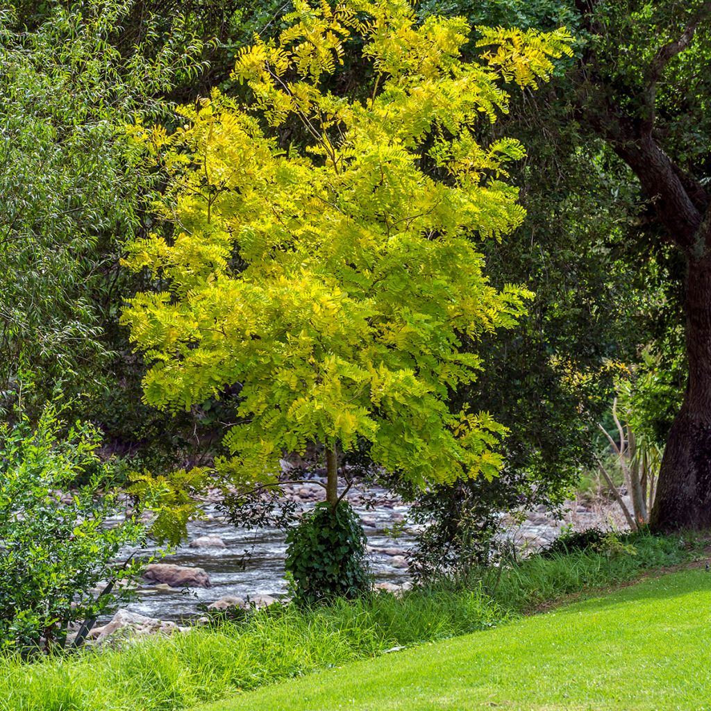 Gleditsia triacanthos f.inermis Sunburst - Honeylocust