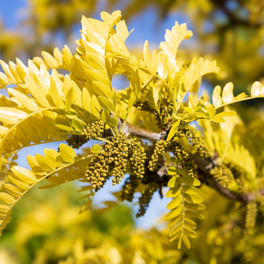 Gleditsia triacanthos f.inermis Sunburst - Honeylocust