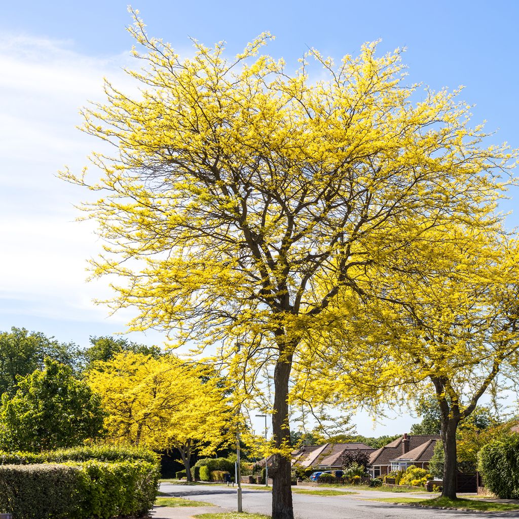 Gleditsia triacanthos f.inermis Sunburst - Honeylocust