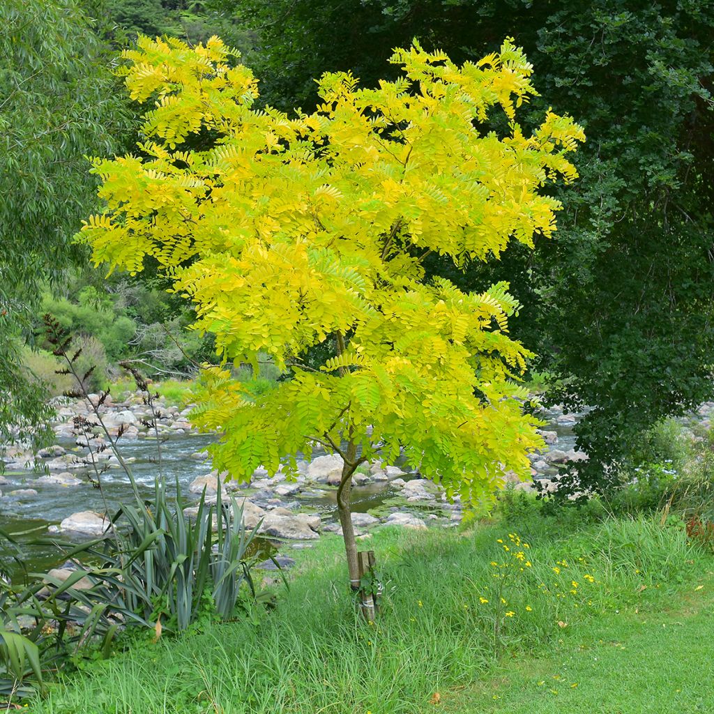 Gleditsia triacanthos f.inermis Sunburst - Honeylocust