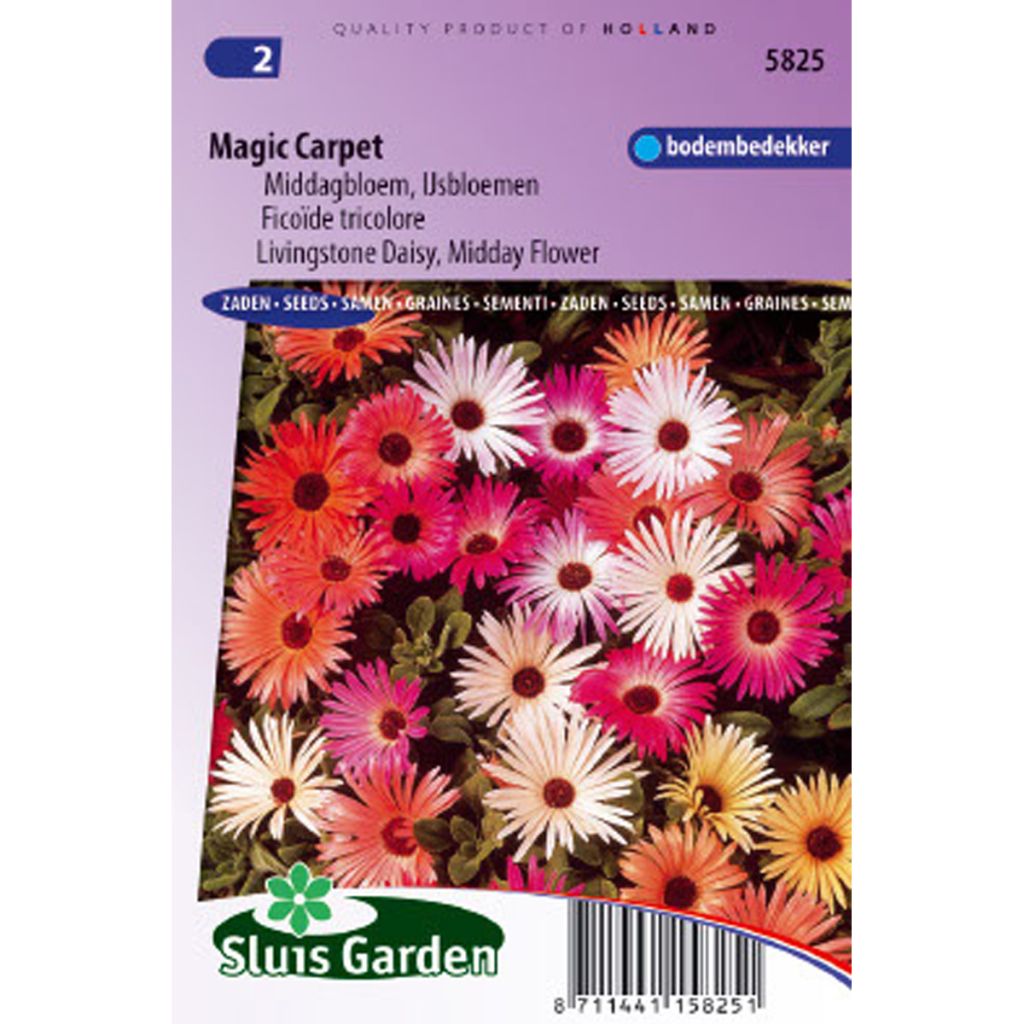 Dorotheanthus bellidiformis Magic Carpet