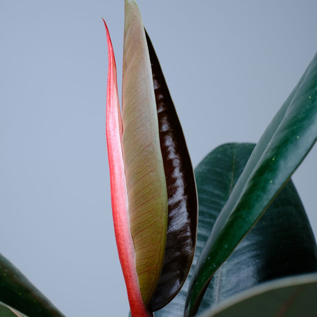 Ficus elastica Abidjan  - Rubber plant