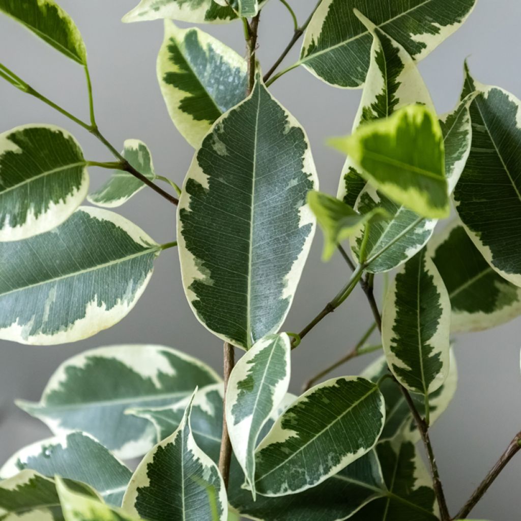 Ficus benjamina Golden King - Weeping fig