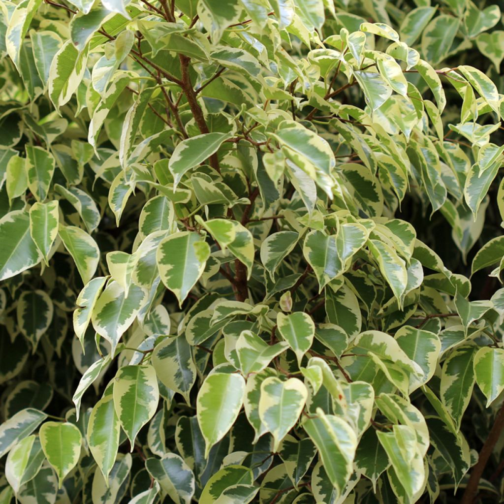 Ficus benjamina Golden King - Weeping fig