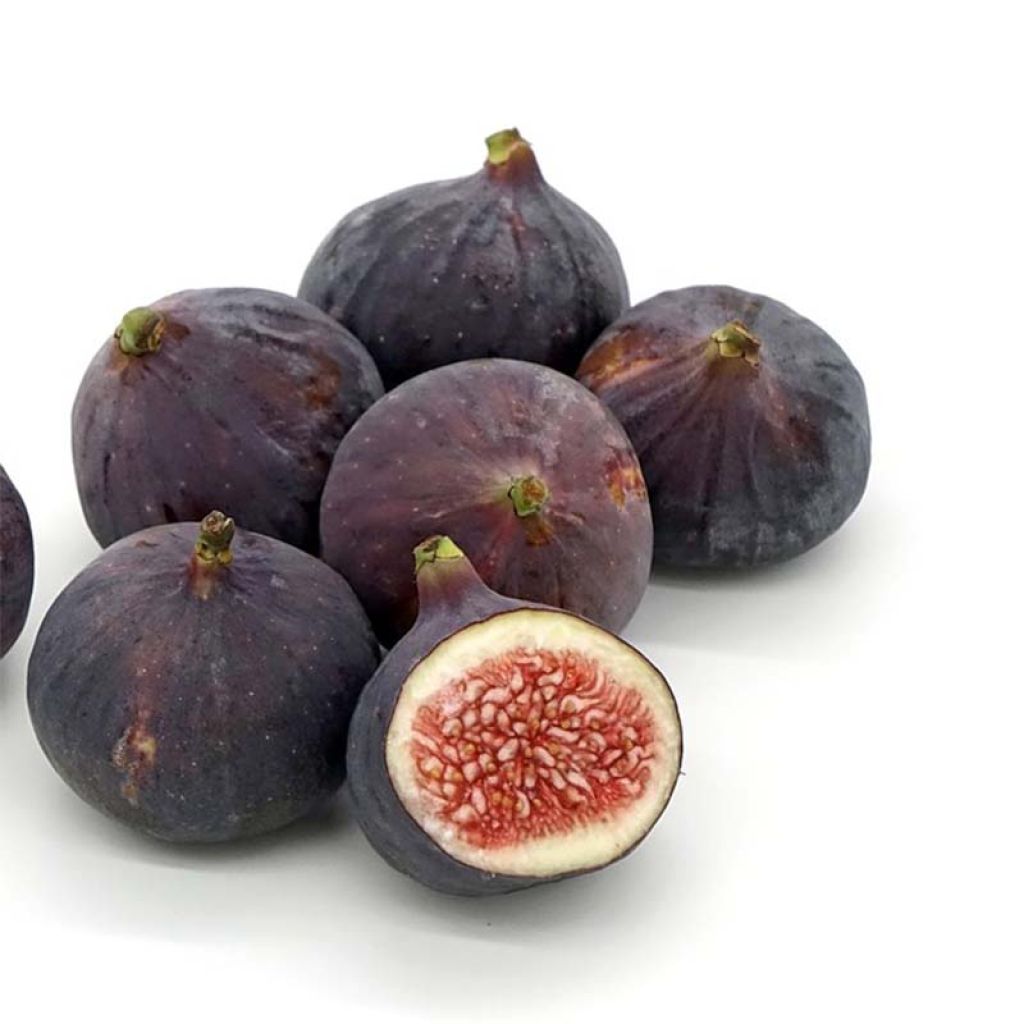 Ficus carica Jordan