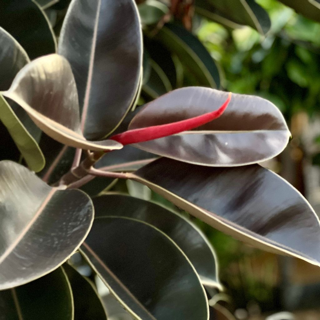 Ficus elastica Burgundy - Rubber plant