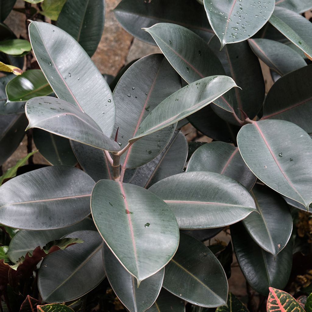Ficus elastica Burgundy - Rubber plant