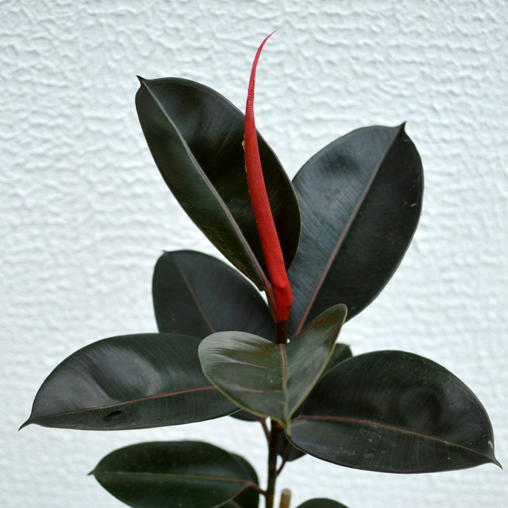 Ficus elastica Burgundy - Rubber plant