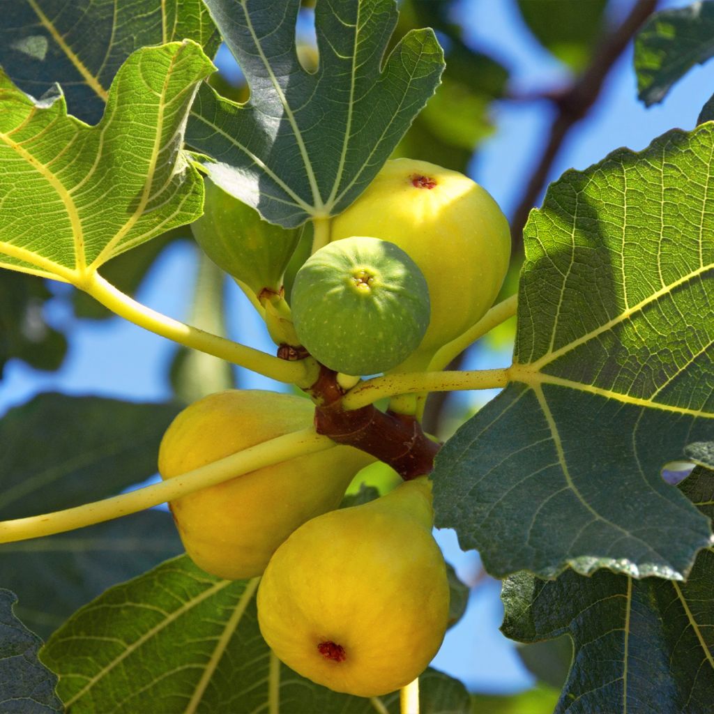 Fig Tree Madeleine des Deux Saisons - Ficus carica