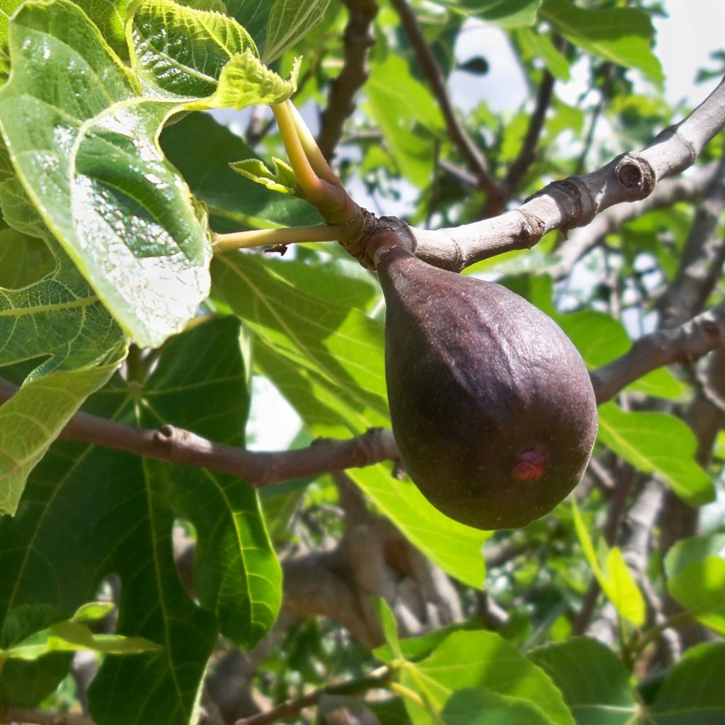 Fig Tree Noire de Caromb - Ficus carica