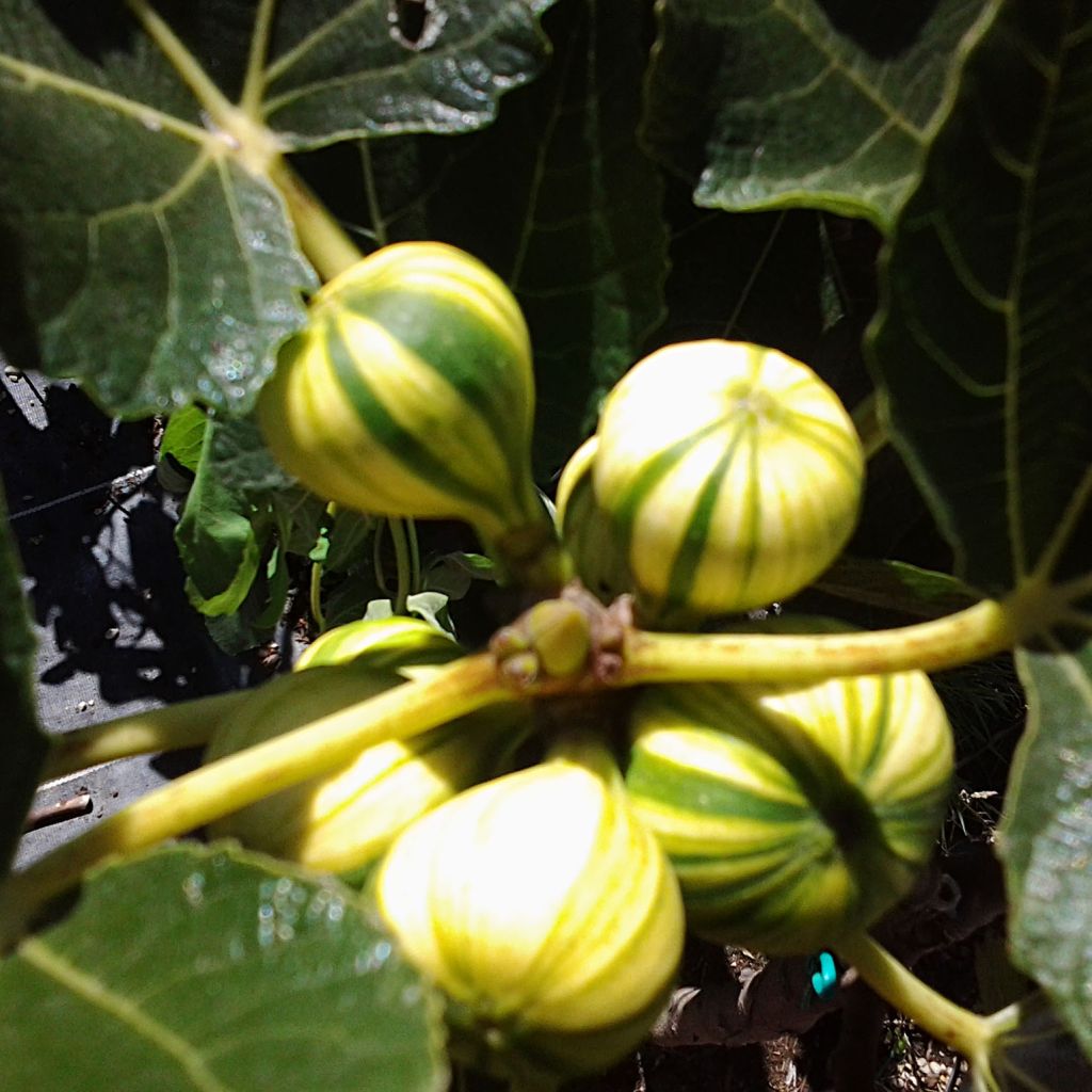 Fig Tree Panachée - Ficus carica