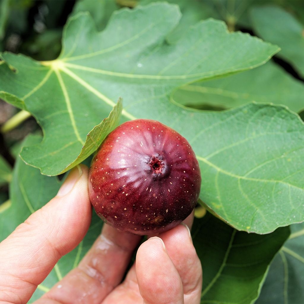 Fig Tree Violette Dauphine - Ficus carica